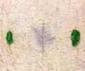 Winter Leaves